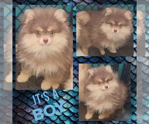 Pomeranian Puppy for sale in KINGMAN, AZ, USA