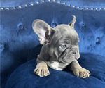 Small #4 French Bulldog