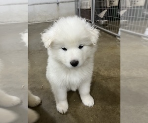 Medium Samoyed