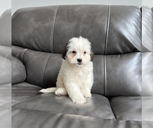 Cavapoo Puppy for sale in FRANKLIN, IN, USA