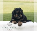 Small #2 ShihPoo