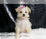 Puppy Angelcake F1B Morkie