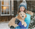 Small Photo #7 Goldendoodle Puppy For Sale in LITTLE ROCK, AR, USA