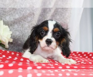 Cavalier King Charles Spaniel Puppy for sale in WOOSTER, OH, USA