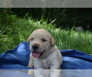 Golden Retriever Puppy for sale in MARSHALL, VA, USA