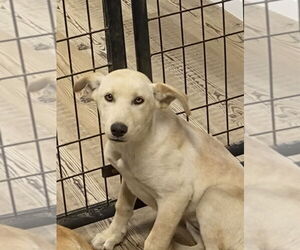 Huskies -Redbone Coonhound Mix Dogs for adoption in Bolivar, MO, USA