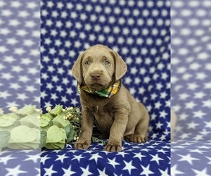 Labrador Retriever Puppy for sale in NEW FREEDOM, PA, USA