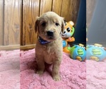 Small Photo #11 Golden Retriever Puppy For Sale in NEOLA, WV, USA