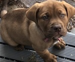 Small Photo #4 Dogue de Bordeaux-Labrador Retriever Mix Puppy For Sale in BEND, OR, USA