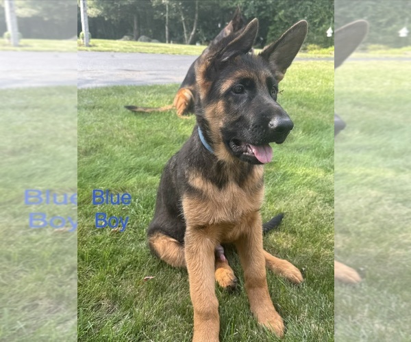 Medium Photo #5 German Shepherd Dog Puppy For Sale in DIGHTON, MA, USA