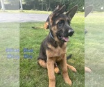 Small #4 German Shepherd Dog