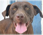 Small Labrador Retriever Mix