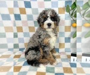 Bernedoodle (Miniature) Puppy for sale in FRANKLIN, IN, USA