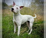 Small #5 Bull Terrier Mix