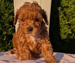 Small #8 Poodle (Miniature)