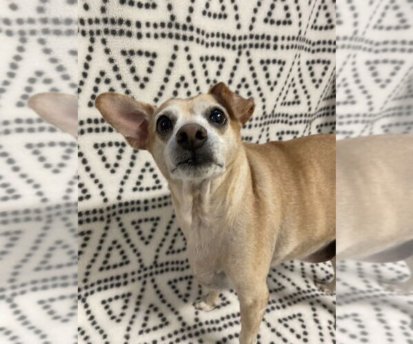 Medium Photo #3 Chihuahua-Unknown Mix Puppy For Sale in oakland, FL, USA