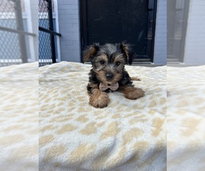 Yorkshire Terrier Puppy for sale in RANDOLPH, MA, USA