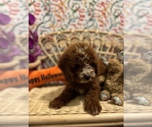 Cavapoo Puppy for sale in SYLMAR, CA, USA