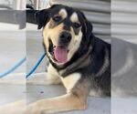Small #1 Anatolian Shepherd Mix
