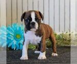 Small Photo #3 Boston Terrier-Cavalier King Charles Spaniel Mix Puppy For Sale in MORGANTOWN, PA, USA