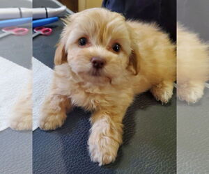Pom-A-Poo Dogs for adoption in Pacolet, SC, USA