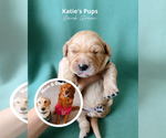 Puppy Dark Green Golden Retriever