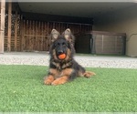 Small #1 German Shepherd Dog