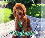 Puppy 2 Poodle (Standard)