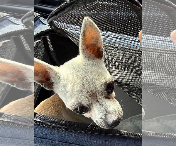 Medium Photo #2 Chihuahua Puppy For Sale in Boonton, NJ, USA