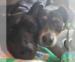 Small #15 American Pit Bull Terrier Mix