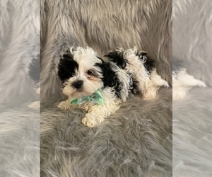 Lhasa Apso Puppy for sale in BEECH GROVE, IN, USA