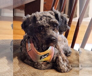 Poodle (Toy)-Unknown Mix Dogs for adoption in Greenville, SC, USA