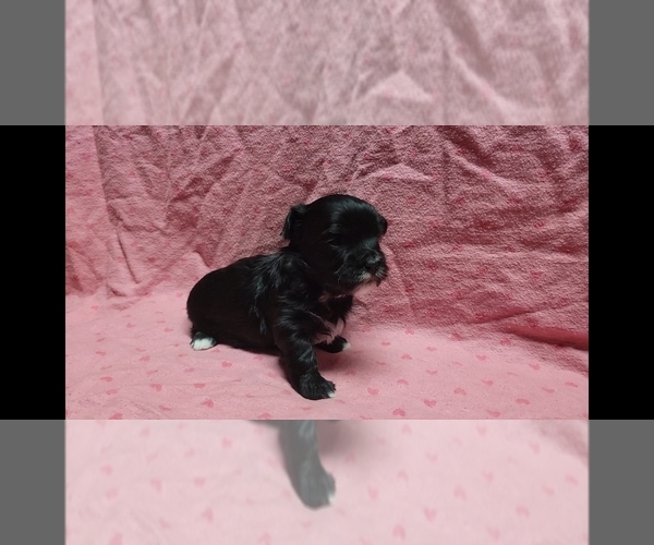Medium Photo #6 Maltipoo Puppy For Sale in BROOKFIELD, MO, USA