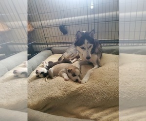 Siberian Husky Puppy for sale in BELLMORE, NY, USA