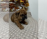 Puppy Pumpkin 1 English Bulldogge