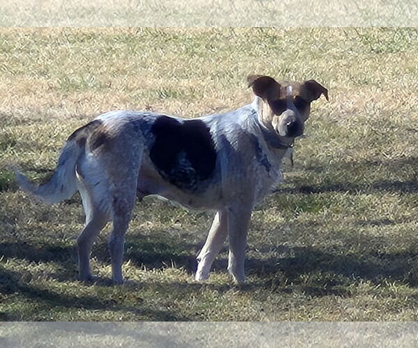 Medium Photo #5 Mutt Puppy For Sale in Sandy, UT, USA