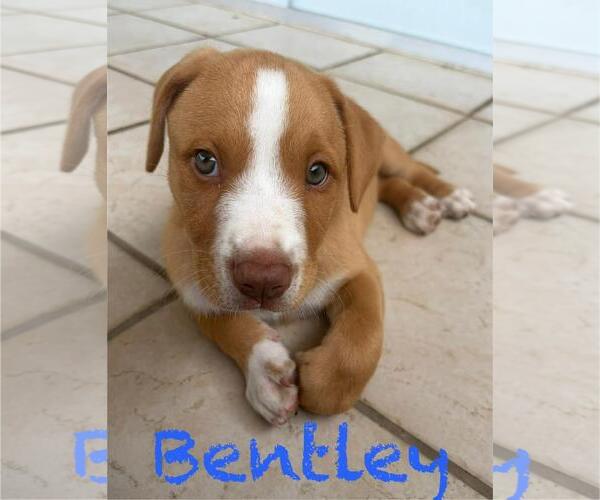 Medium Photo #1 Labrador Retriever-Unknown Mix Puppy For Sale in Jefferson, NJ, USA