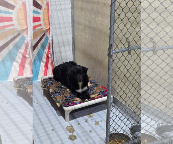 Medium Photo #2 Border Collie-Unknown Mix Puppy For Sale in Highland, IL, USA