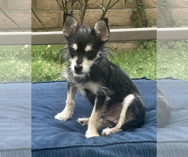 Medium Photo #1 Chihuahua-Unknown Mix Puppy For Sale in Corona, CA, USA