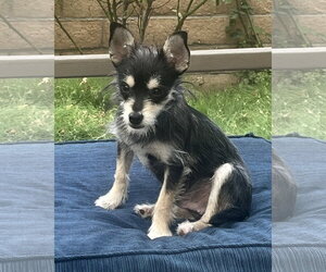 Chihuahua-Unknown Mix Dogs for adoption in Corona, CA, USA