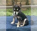 Small Chihuahua Mix
