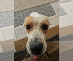Small #1 German Shepherd Dog Mix