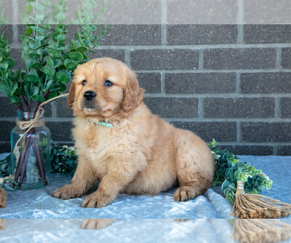 Medium Photo #2 Golden Retriever Puppy For Sale in MILLERSBURG, OH, USA