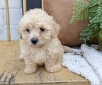 Small #4 Poovanese