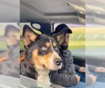 Small #2 Bernese Mountain Dog-Huskies  Mix