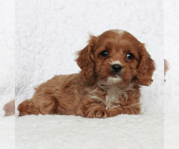 Medium Photo #3 Cavapoo Puppy For Sale in HONEY BROOK, PA, USA