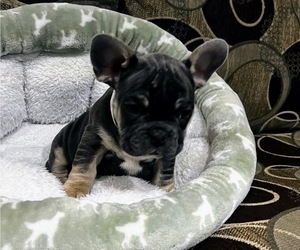 French Bulldog Puppy for sale in RICHLAND, WA, USA