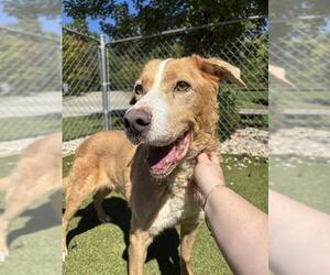 Labrador Retriever-Unknown Mix Dogs for adoption in Newton, NC, USA