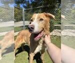VALENTINO - Male Labrador Retriever-Unknown Mix Dog for Adoption - Small photo