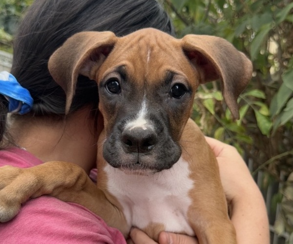 Medium Photo #3 Boxer Puppy For Sale in FONTANA, CA, USA